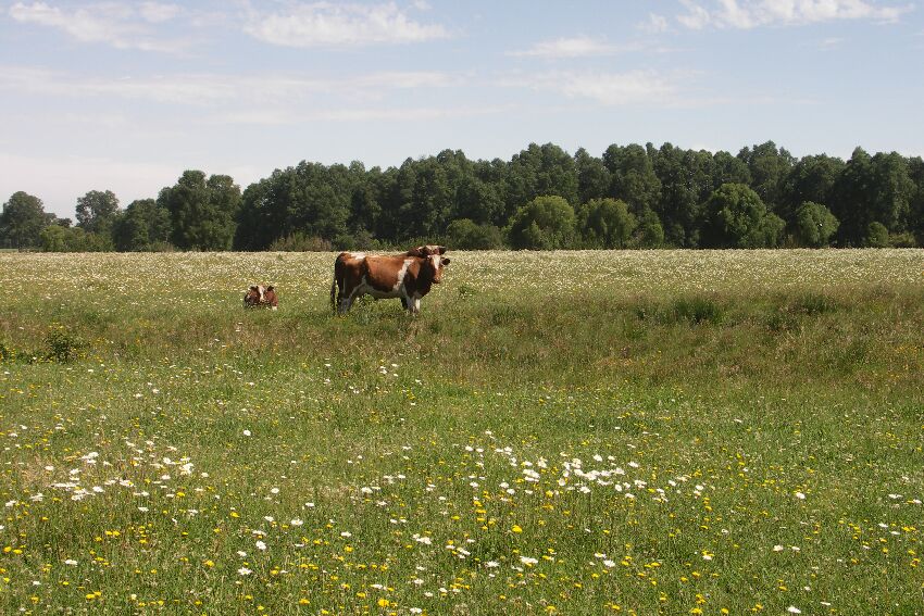 ...oder die Alpen