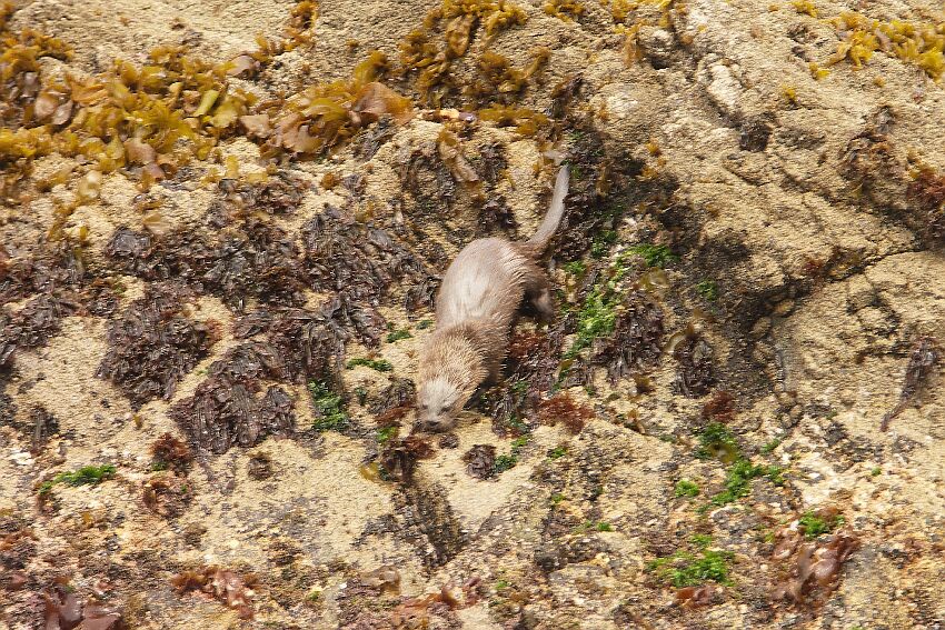 Seeotter
