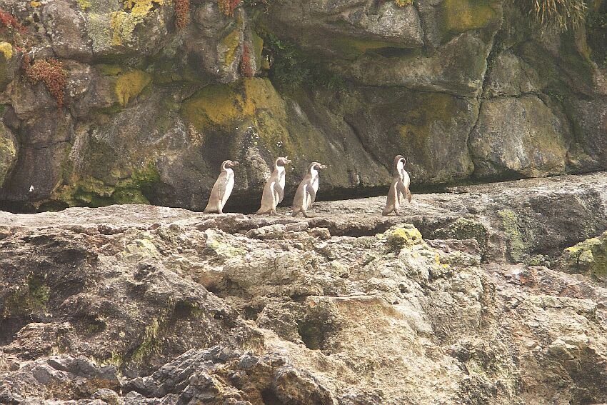 Humboldtpinguine