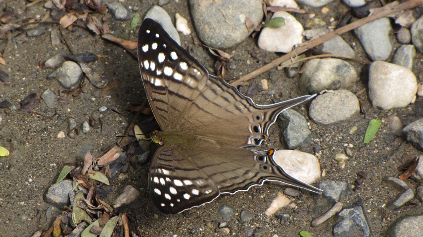 Many-banded Daggerwing (Marpesia chiron) 