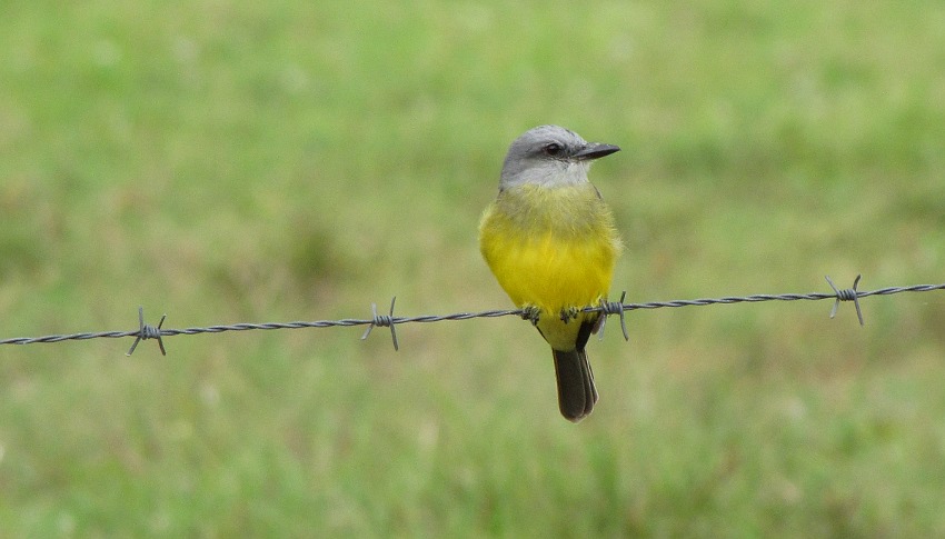 Trauertyrann (Tropical Kingbird; Tyrannus melancholicus) (?)