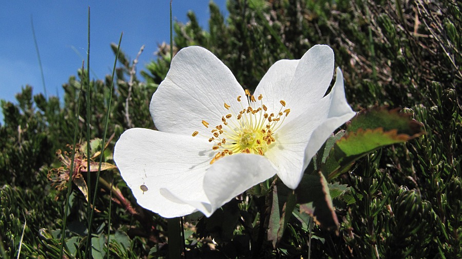 Heckenrose