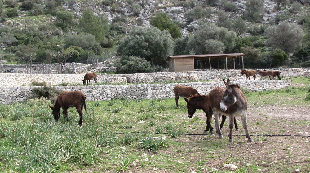 Maultiere am Refugio Tossal Verds