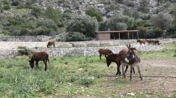Maultiere am Refugio Tossal Verds