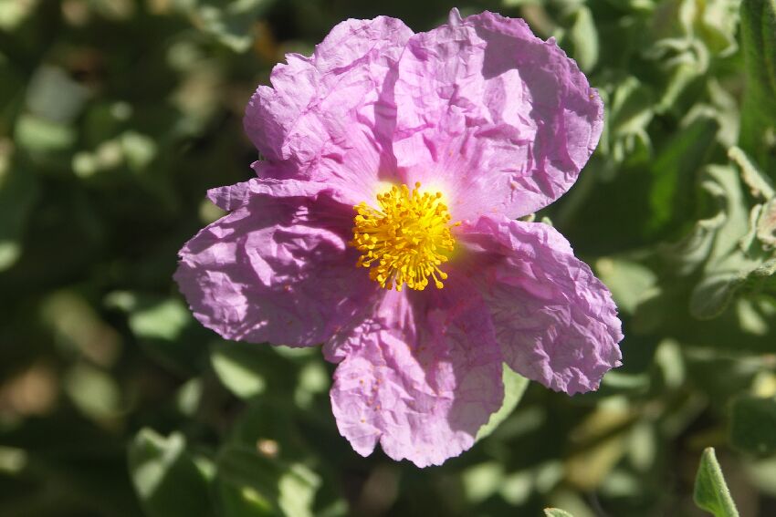 Zistrose