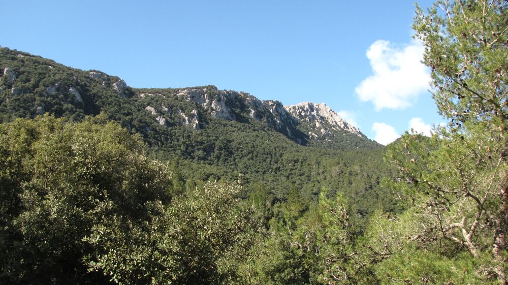 grüne Berge
