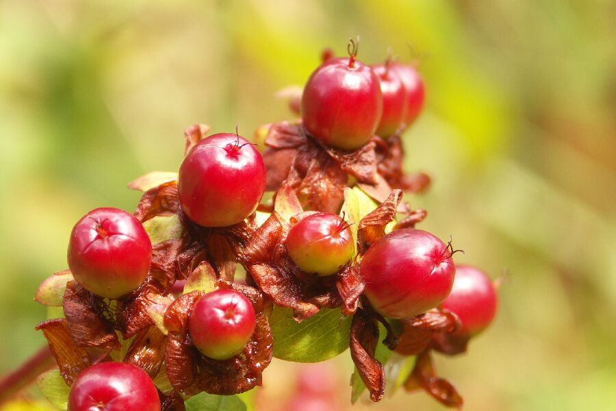 Beeren