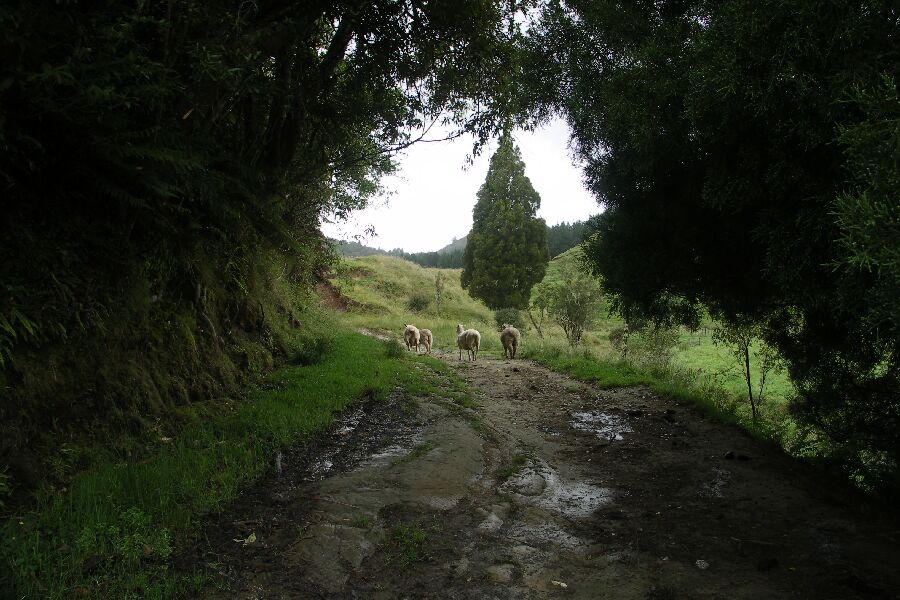 Weg zum Mt. Damper Fall