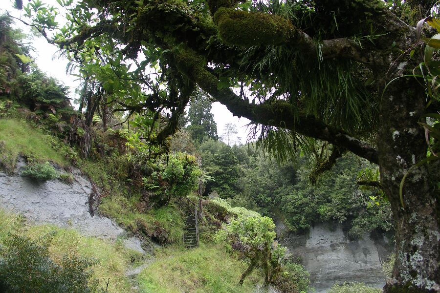 Am Mt. Damper Fall