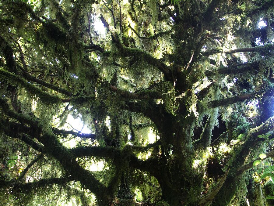 Urwald am Mt. Taranaki