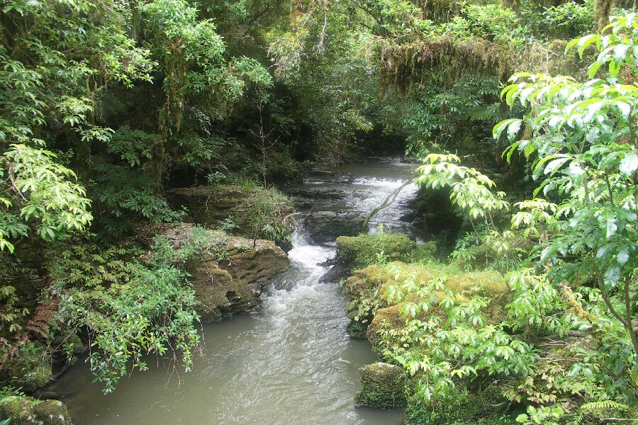 Wildbach