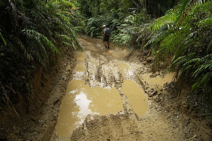 Coromandel Forest Park