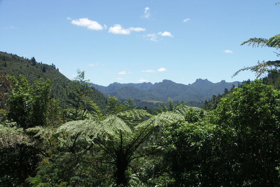 Coromandel Forest Park
