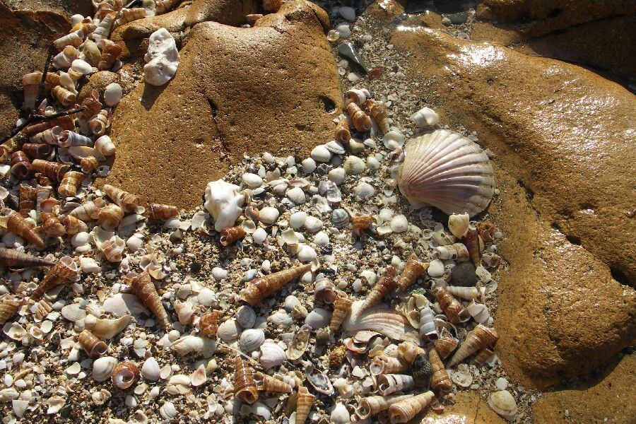 Die schönsten Muscheln in Neuseeland...