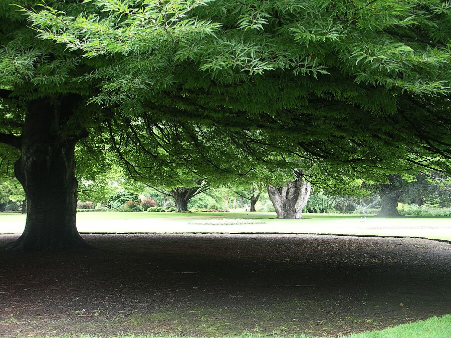 Chch hat einen wunderschönen botanischen Garten, ohne jeglichen Wildwuchs, schön britisch gepflegt :-(