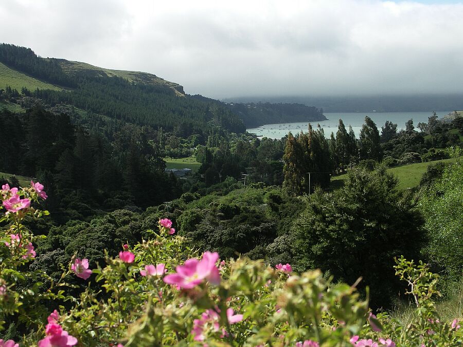 Raus aus der Stadt, zur Banks Peninsula
