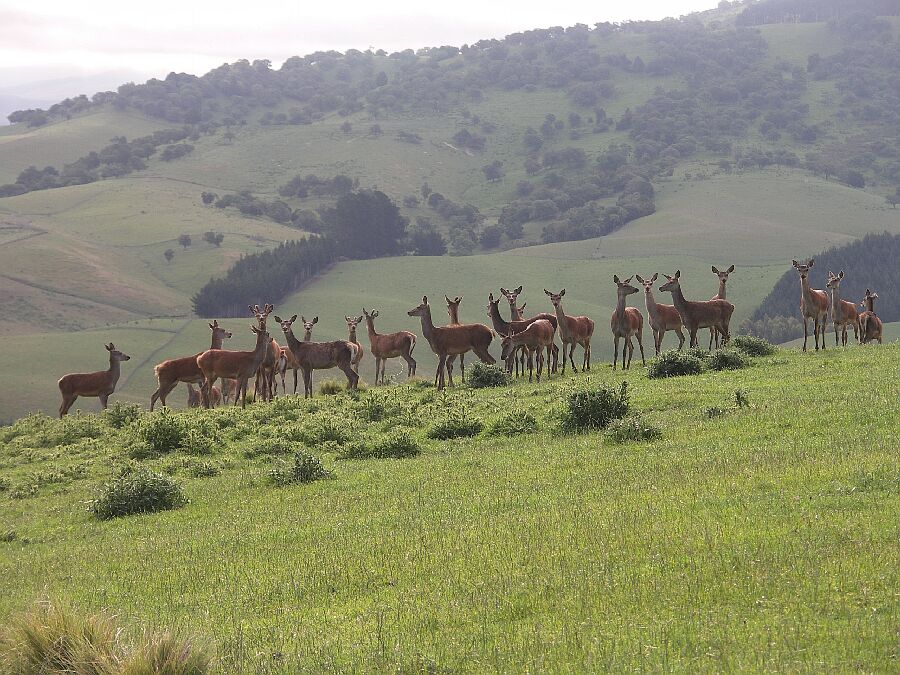 Rehe, ach nein, Hirsche!