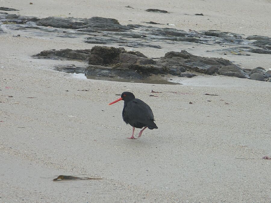 Oystercatcher