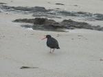 Oystercatcher