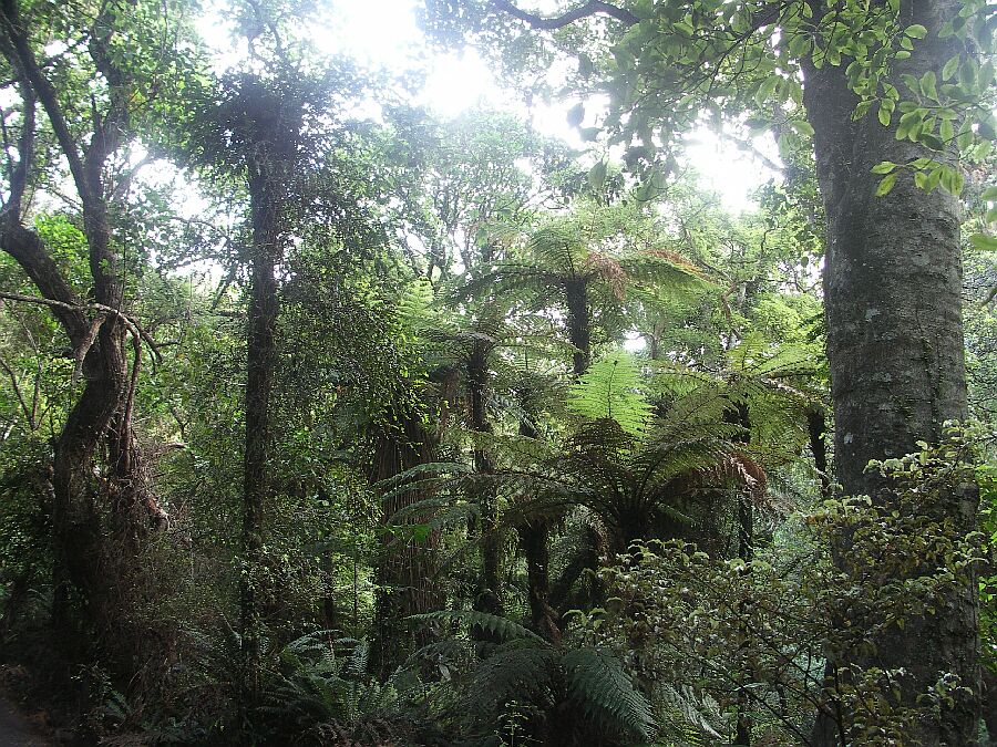 Farndschungel in den Catlins