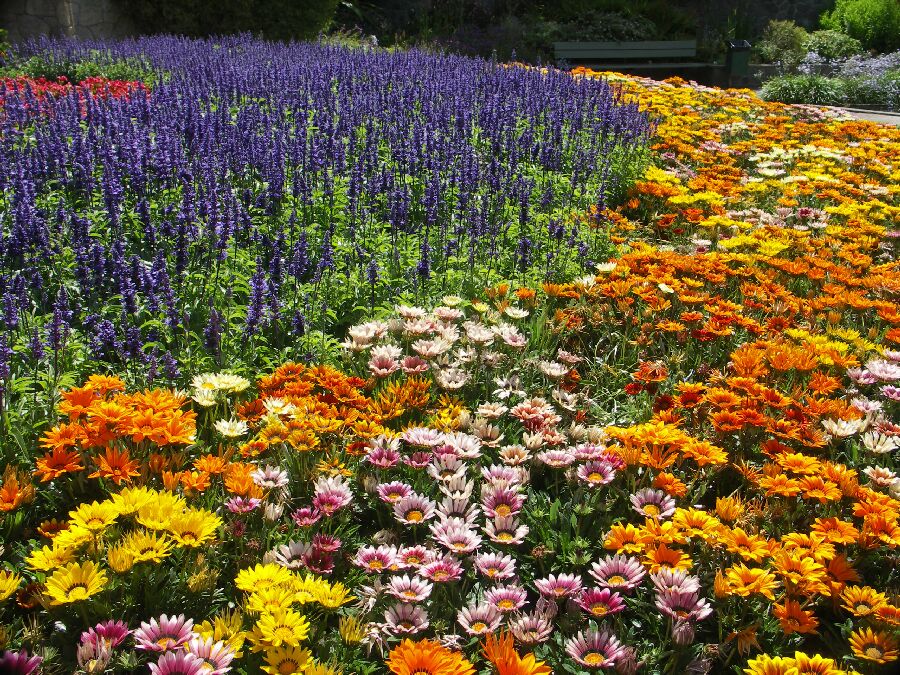 Blümchen en masse