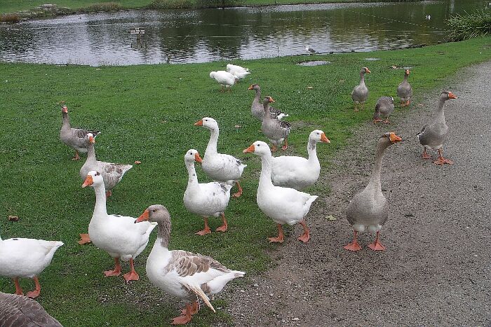 Gänse in Stadtpark