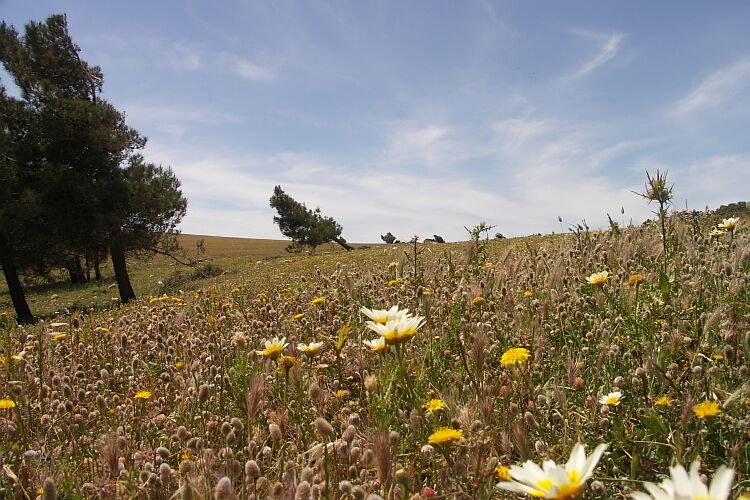 Hochebene, Frühlingsblumen
