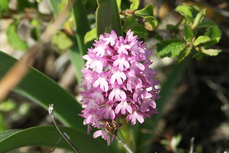 Orchidee