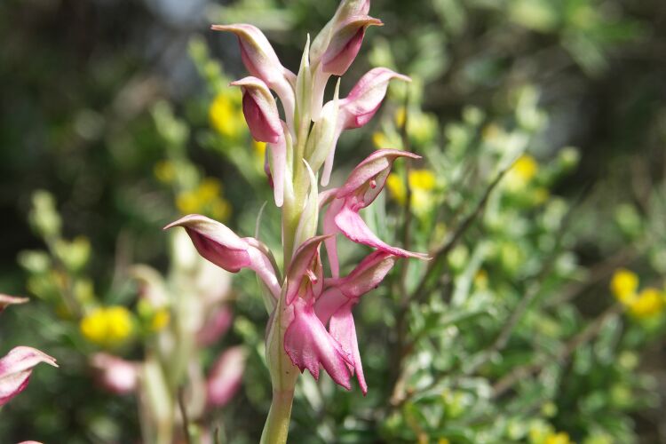 Noch 'ne Orchidee