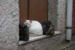 Bosa Katzen