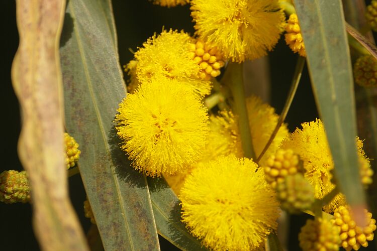 Eukalyptus in Blüte