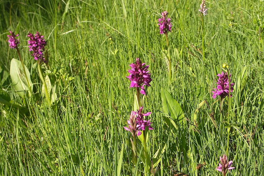 Orchideen massenweise