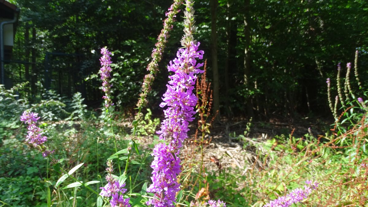 Gewöhnlicher Blutweiderich