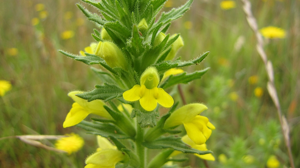 unbekannte Blumen
